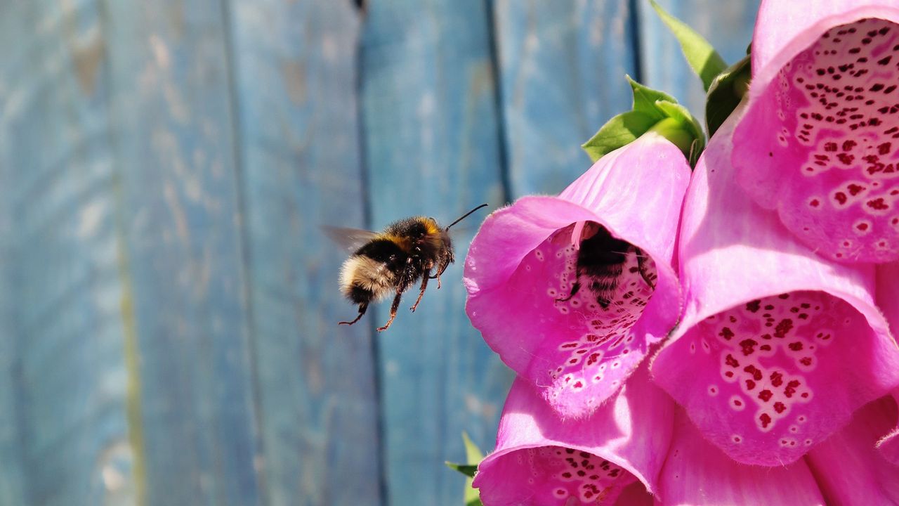 Обои пчела, цветы, полет, опыление