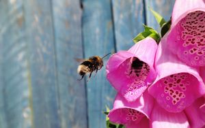 Превью обои пчела, цветы, полет, опыление