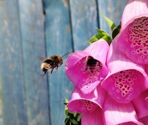Превью обои пчела, цветы, полет, опыление