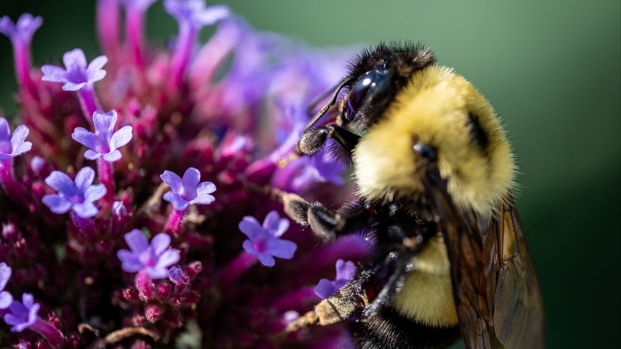 Обои пчела, цветы, пыльца, макро, крупным планом