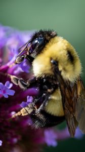 Превью обои пчела, цветы, пыльца, макро, крупным планом