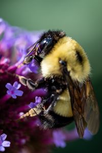 Превью обои пчела, цветы, пыльца, макро, крупным планом