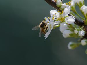 Превью обои пчела, цветы, пыльца, макро
