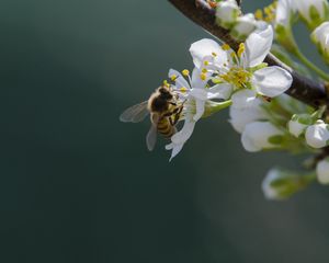 Превью обои пчела, цветы, пыльца, макро