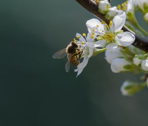 Превью обои пчела, цветы, пыльца, макро