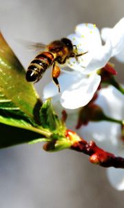 Превью обои пчела, цветы, цветение, ветка, весна, вишня
