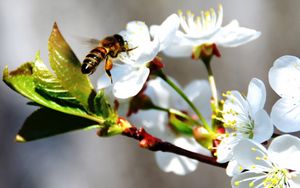 Превью обои пчела, цветы, цветение, ветка, весна, вишня