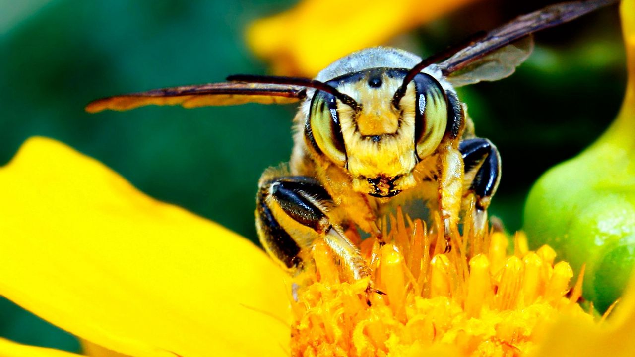 Обои пчела, усы, цветок, насекомое, светлый