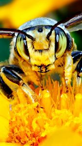 Превью обои пчела, усы, цветок, насекомое, светлый