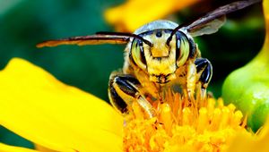 Превью обои пчела, усы, цветок, насекомое, светлый