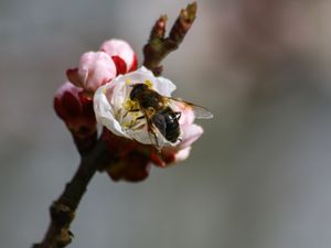 Превью обои пчела, ветка, весна, опыление