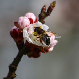 Превью обои пчела, ветка, весна, опыление