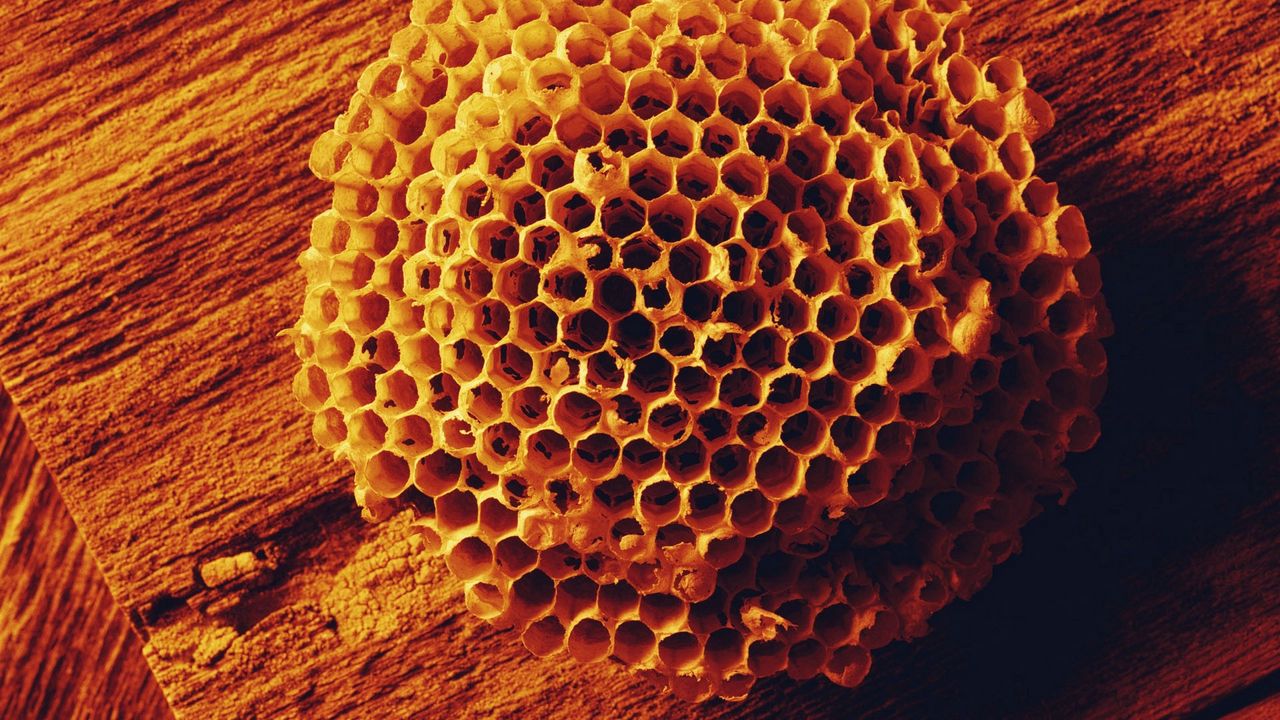 Обои пчелы, соты, мед, форма, поверхность