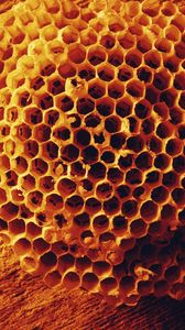 Превью обои пчелы, соты, мед, форма, поверхность