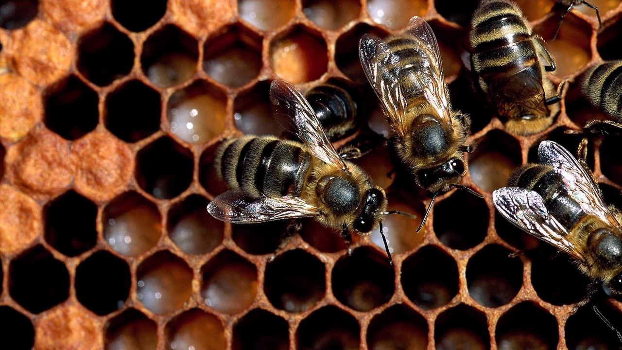 Обои пчелы, соты, мед, стая