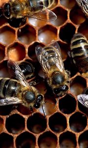 Превью обои пчелы, соты, мед, стая