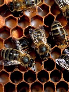 Превью обои пчелы, соты, мед, стая