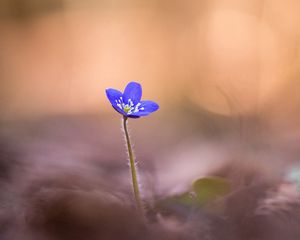 Превью обои печеночница благородная, цветок, размытость, макро, лепестки