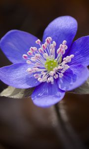 Превью обои печеночница, цветок, фиолетовый, макро