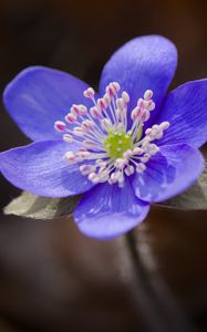 Превью обои печеночница, цветок, фиолетовый, макро