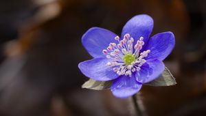 Превью обои печеночница, цветок, фиолетовый, макро