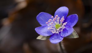 Превью обои печеночница, цветок, фиолетовый, макро