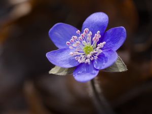 Превью обои печеночница, цветок, фиолетовый, макро