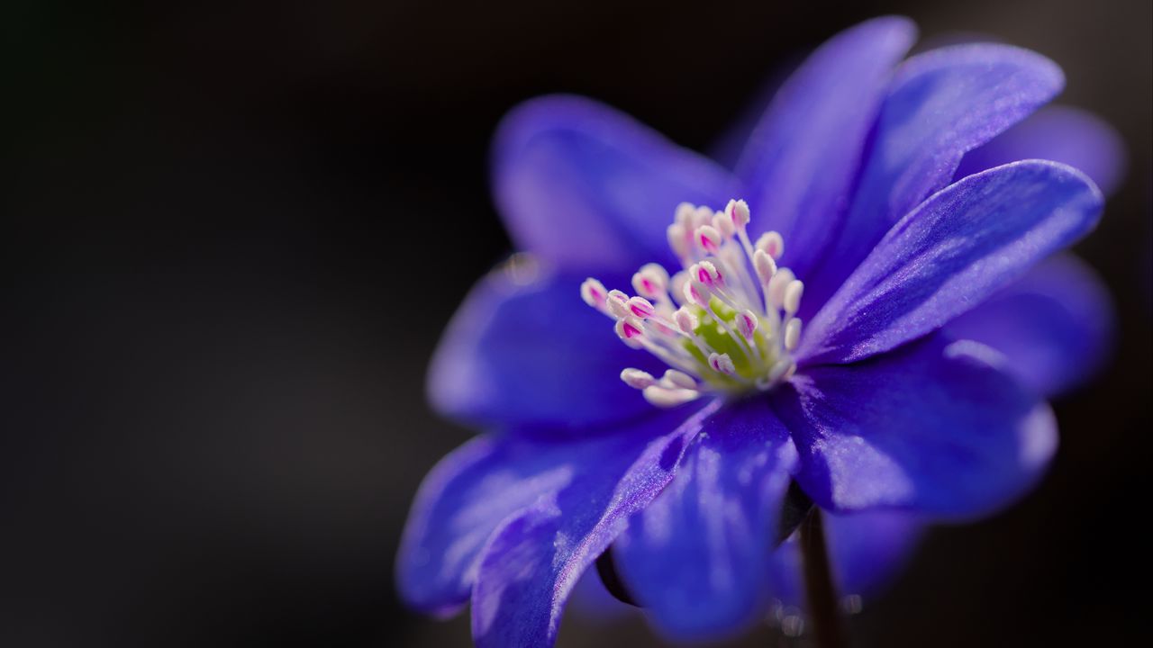 Обои печеночница, цветок, лепестки, синий