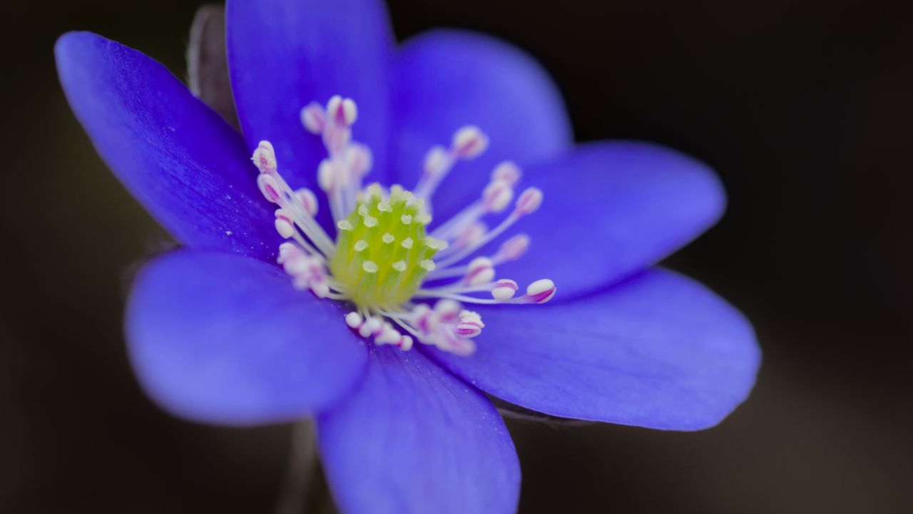 Обои печеночница, цветок, лепестки, синий, макро
