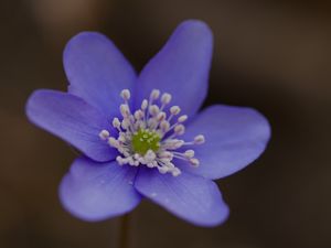 Превью обои печёночница, цветок, лепестки, макро