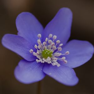 Превью обои печёночница, цветок, лепестки, макро