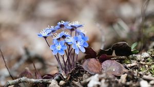 Превью обои печеночница, цветы, лепестки, макро, синий