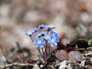 Превью обои печеночница, цветы, лепестки, макро, синий