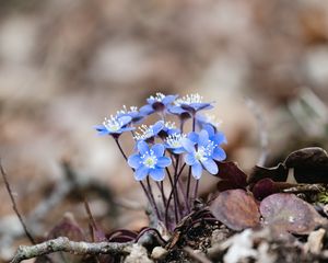 Превью обои печеночница, цветы, лепестки, макро, синий