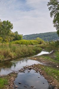 Превью обои пейзаж, деревья, ручей, природа