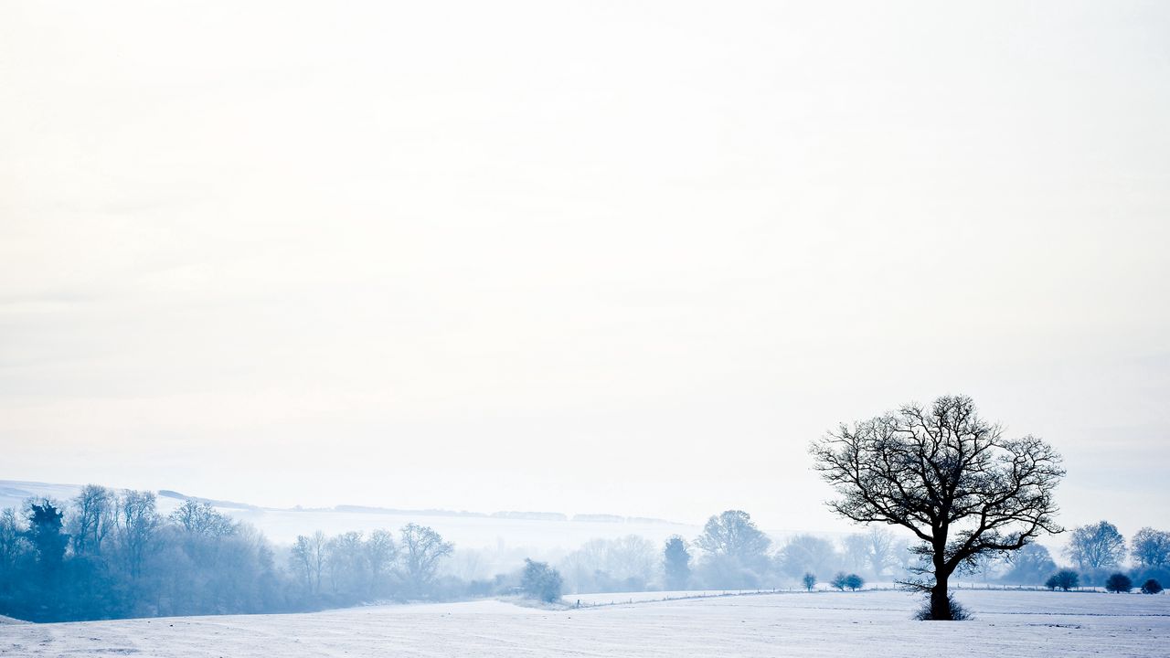 Обои пейзаж, дерево, одинокое, снег, зима, пустота, холод
