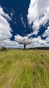 Превью обои пейзаж, дерево, поле, трава, небо