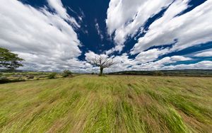 Превью обои пейзаж, дерево, поле, трава, небо