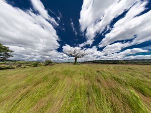 Превью обои пейзаж, дерево, поле, трава, небо