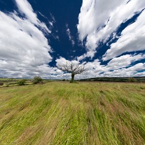 Превью обои пейзаж, дерево, поле, трава, небо