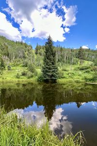 Превью обои пейзаж, дерево, пруд, лес, трава