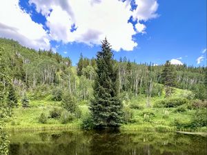 Превью обои пейзаж, дерево, пруд, лес, трава