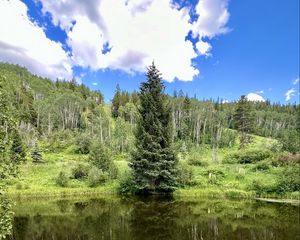 Превью обои пейзаж, дерево, пруд, лес, трава