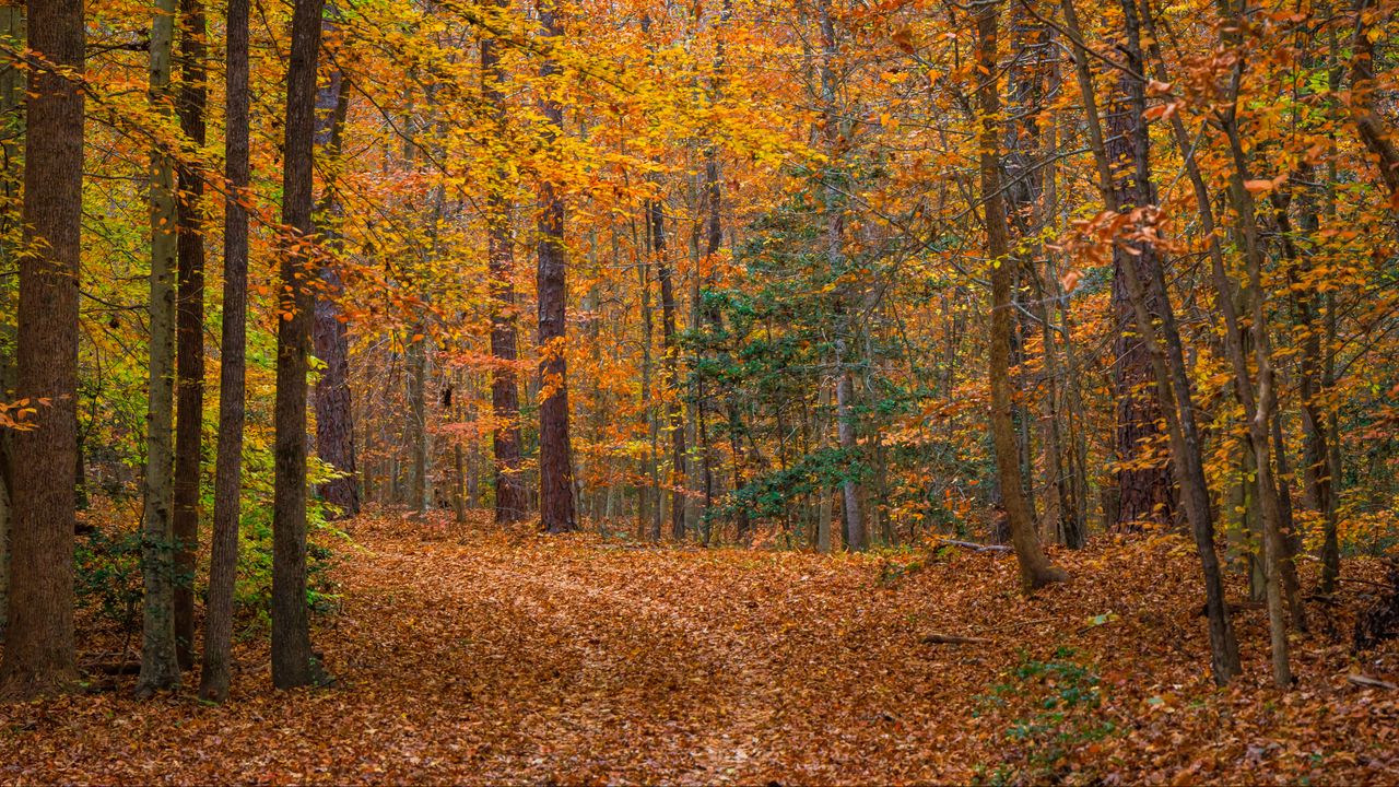 Обои пейзаж, лес, деревья, опавшая листва, осень, природа