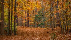 Превью обои пейзаж, лес, деревья, опавшая листва, осень, природа