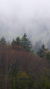 Превью обои пейзаж, лес, туман, деревья, природа