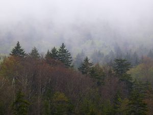 Превью обои пейзаж, лес, туман, деревья, природа