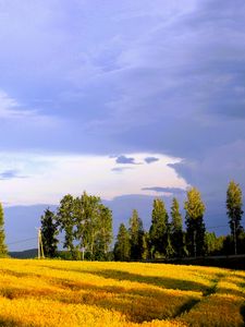 Превью обои пейзаж, поле, лето, деревья, небо, облака