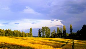 Превью обои пейзаж, поле, лето, деревья, небо, облака