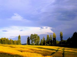 Превью обои пейзаж, поле, лето, деревья, небо, облака